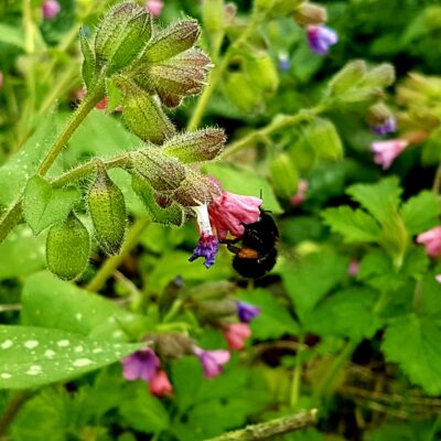 Feather Footed Flower bee on Lungwort